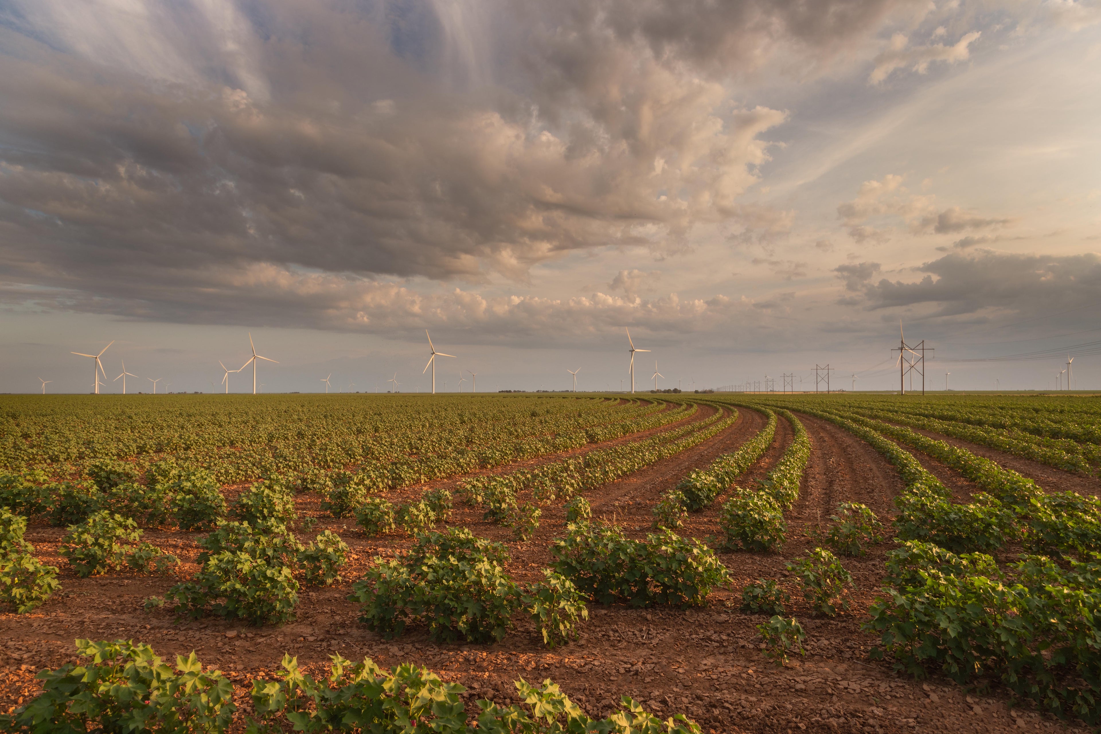 Farm field with wind turbines under a cloudy sky