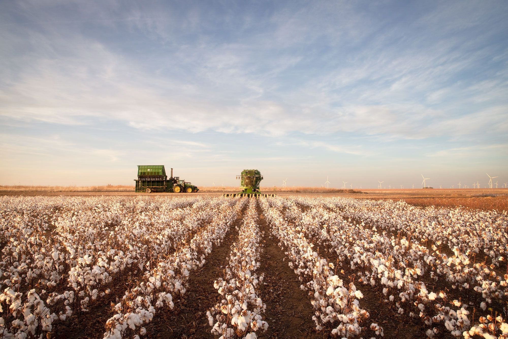 Tractors harvesting cotton in a vast field under a clear blue sky.